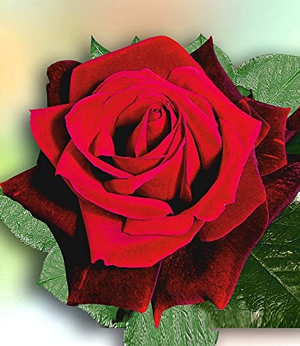 baldur-garten-rosen-stamm-le-rouge-et-le-noir-wurzelnackt image 5
