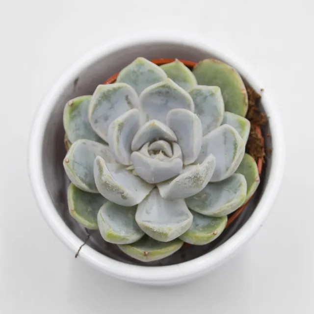 pasiora-echeveria-snow-bunny-sukkulente-5-5cm-topf image 1