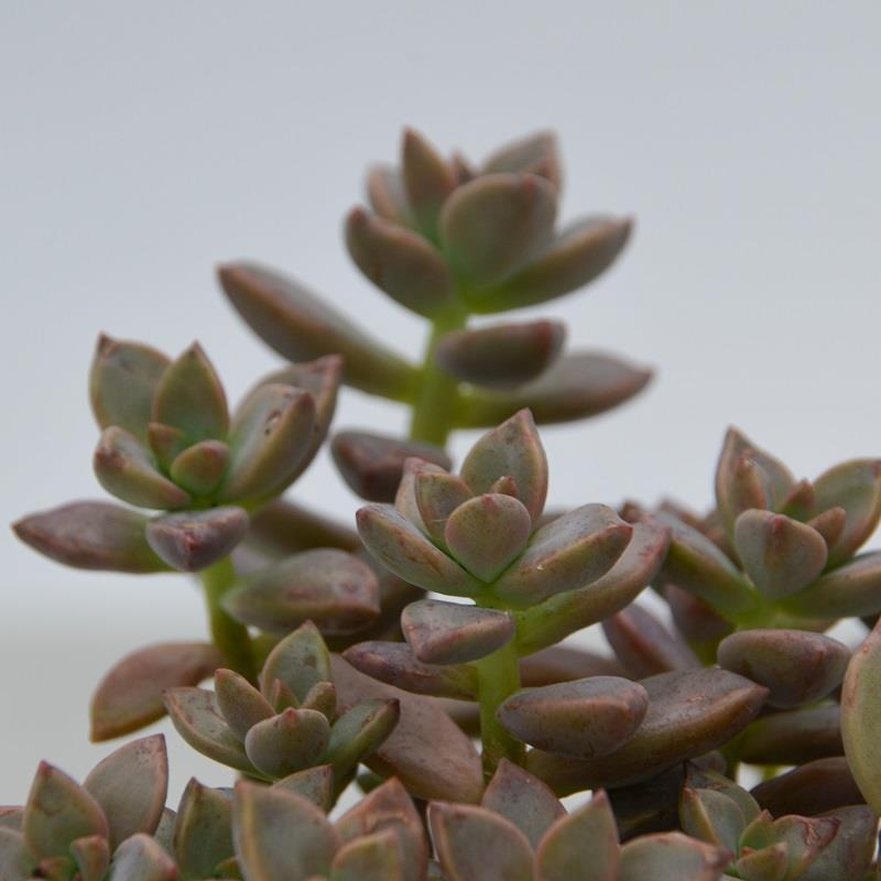 pasiora-sedum-bordeauxhart-sukkulente-8-5cm-topf image 4