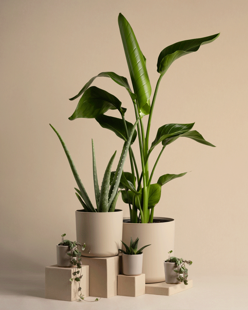 feey-pflanzen-set-f-r-viel-licht-5-zimmerpflanzen-mit-strelitzie-und-aloe image 5