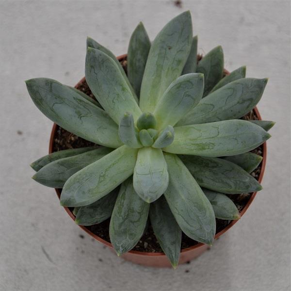 pasiora-x-pachyveria-bea-sukkulente-8-5cm image 1