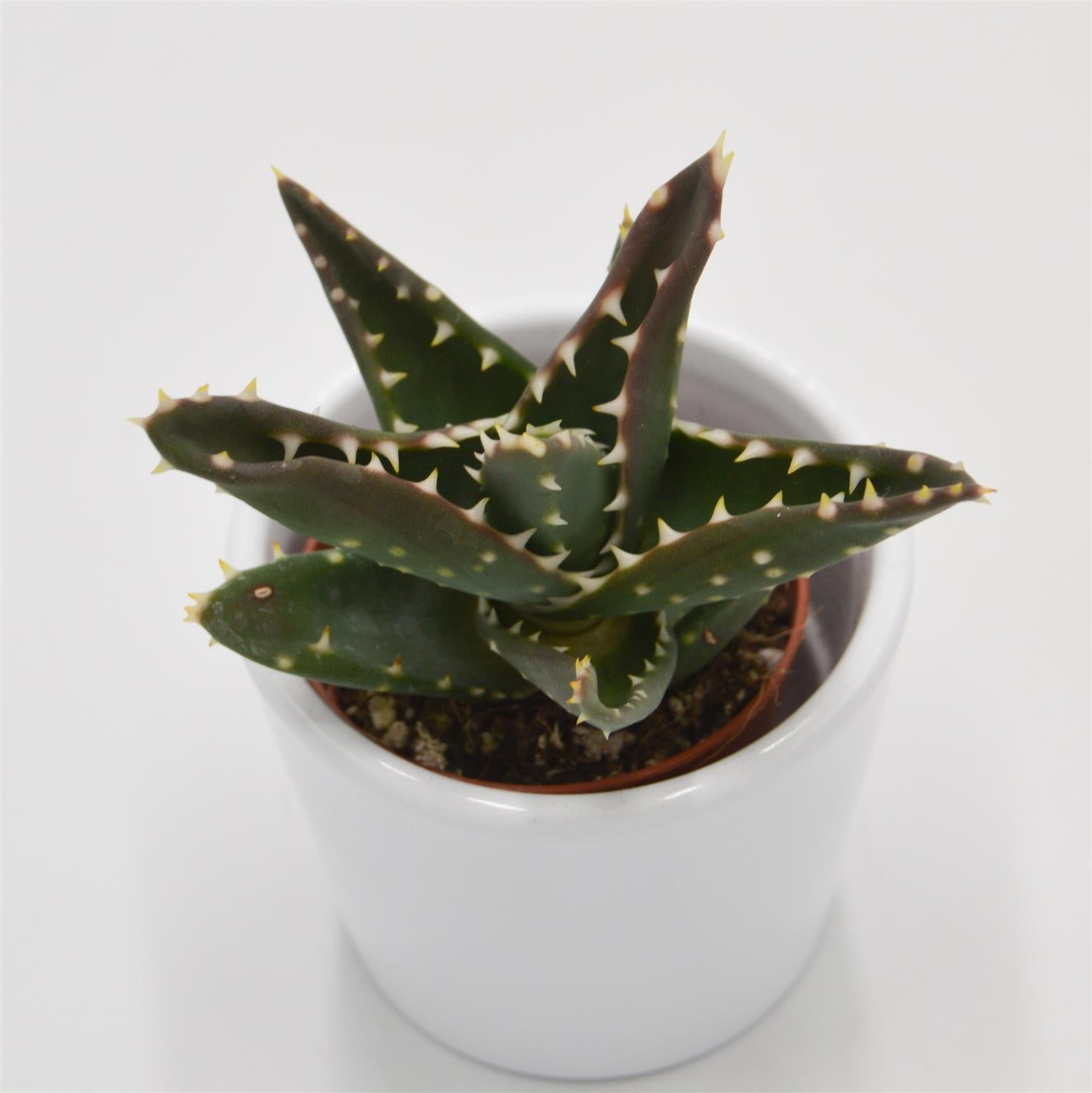 pasiora-aloe-mitriformis-sukkulente-5-5cm-topf image 1