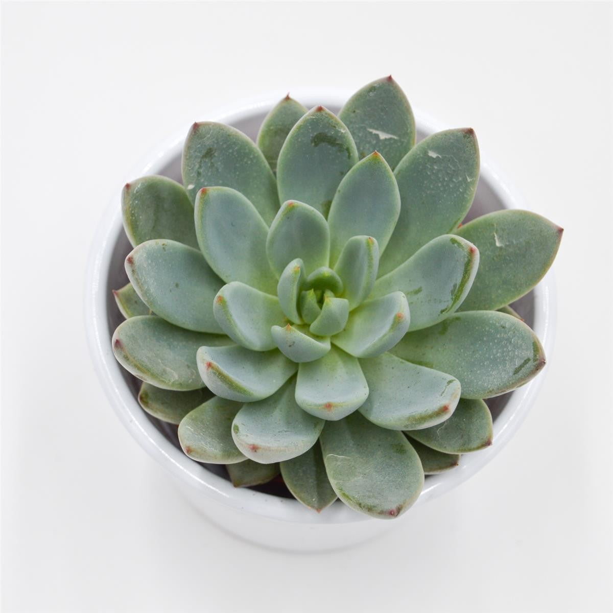 pasiora-echeveria-yummie-sukkulente-8-5cm-topf image 2