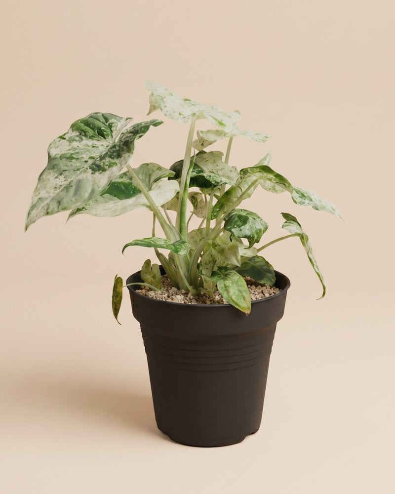 feey-alocasia-macrorrhiza-splash-zimmerpflanze-klein image 3
