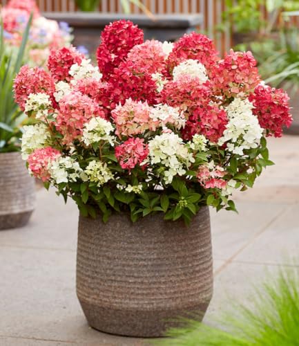 baldur-garten-niedrige-hortensie-groundbreaker-ruby-pflanze-im-14-cm-topf image 8