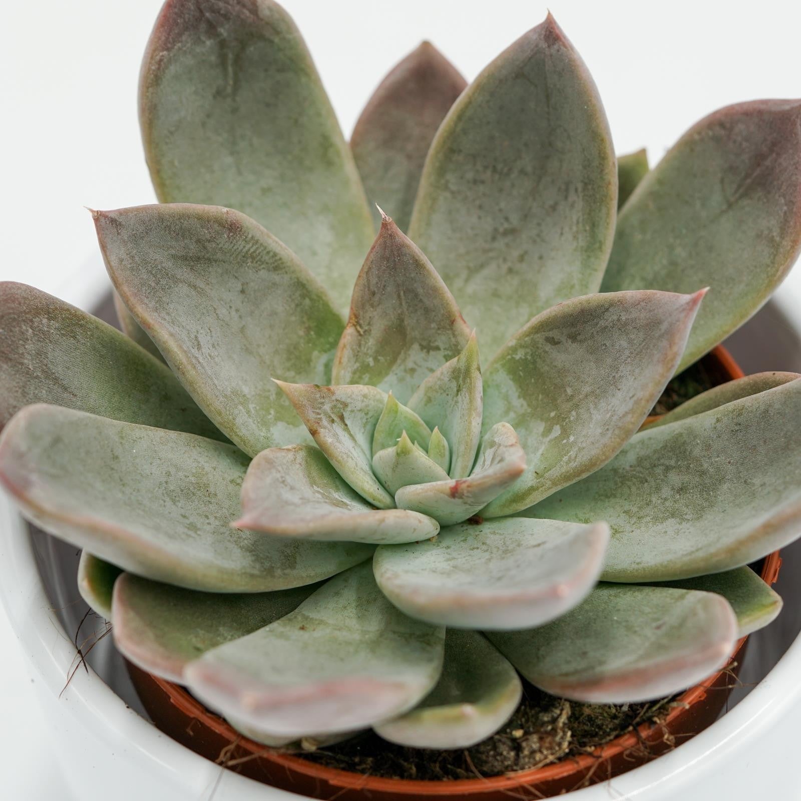 pasiora-echeveria-silver-queen-sukkulente-8-5cm-topf image 4