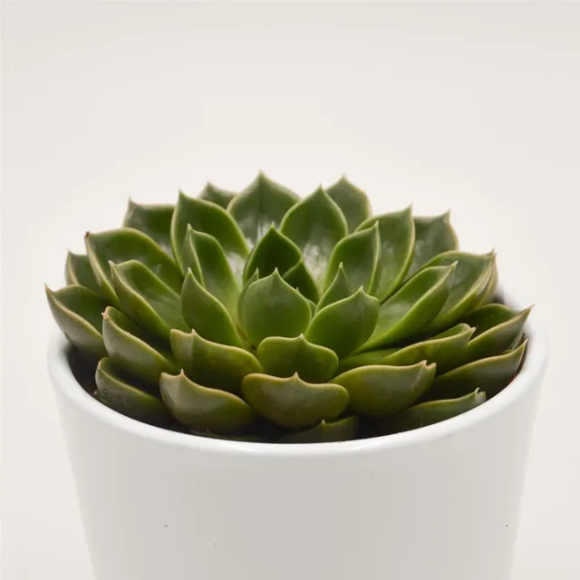 pasiora-echeveria-torro-sukkulente-10-5cm image 1