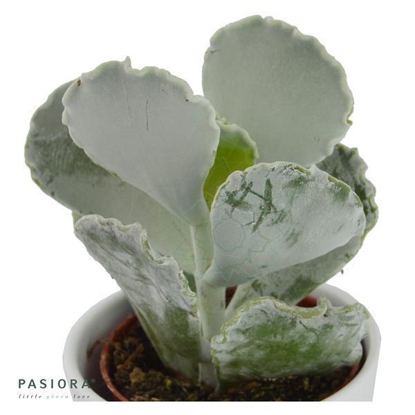 pasiora-cotyledon-undulata-sukkulente-6cm-topf image 3
