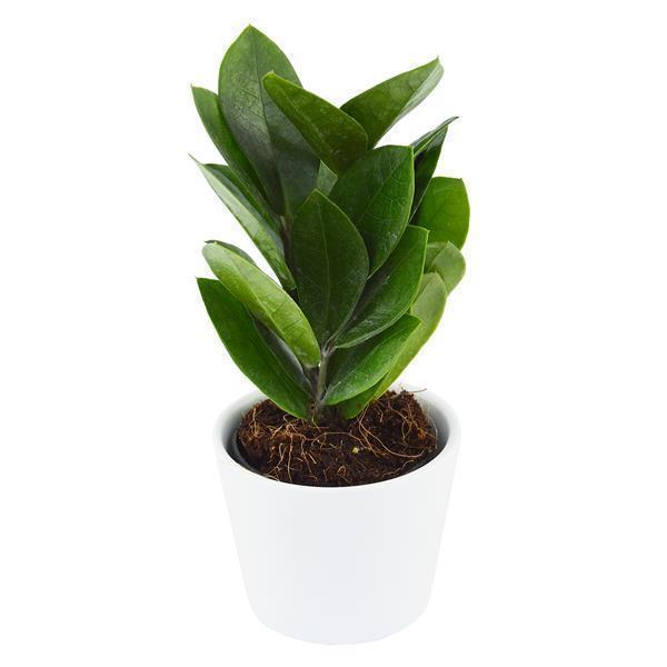 pasiora-zamioculcas-zamiifolia-gl-cksfeder-6cm image 3