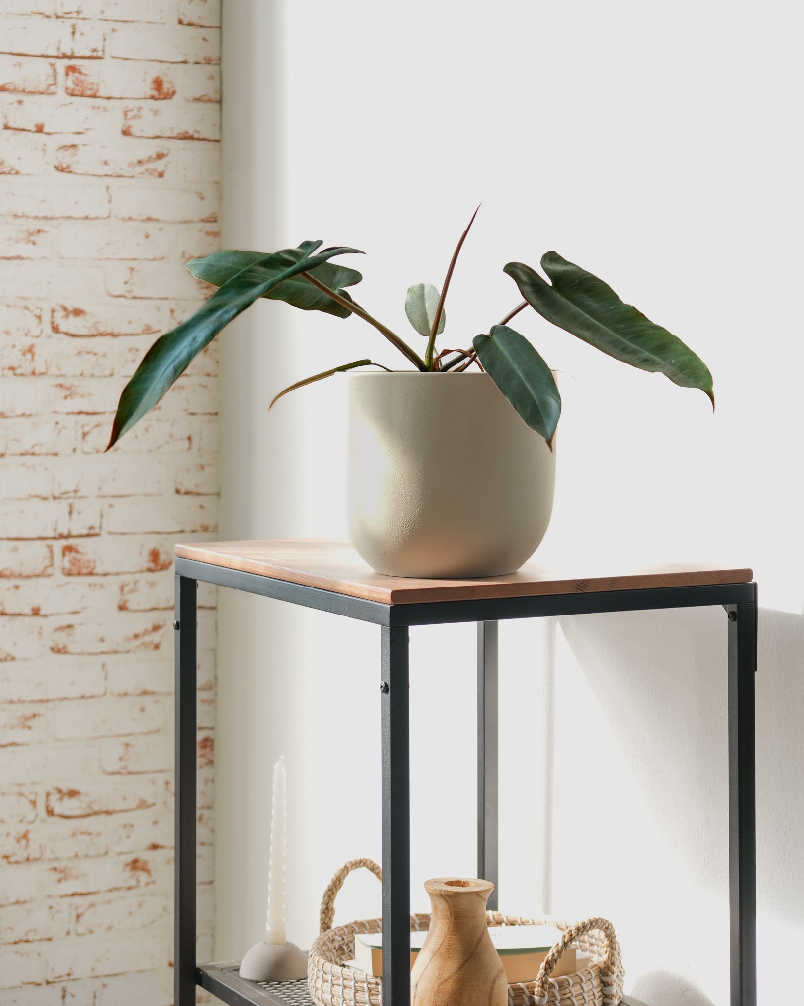 feey-philodendron-atabapoense-rarit-t-halbschattig image 7