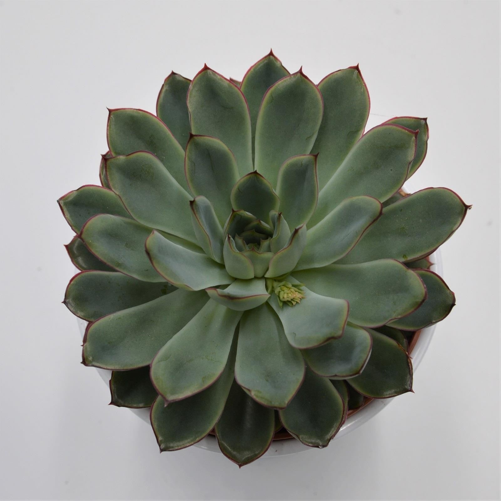 pasiora-echeveria-pulidonis-sukkulente-12cm-topf image 3