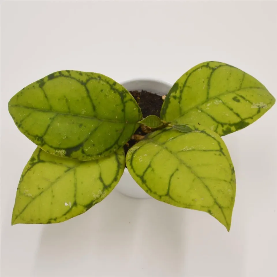 pasiora-hoya-callistophylla-porzellanblume-6cm-topf image 1