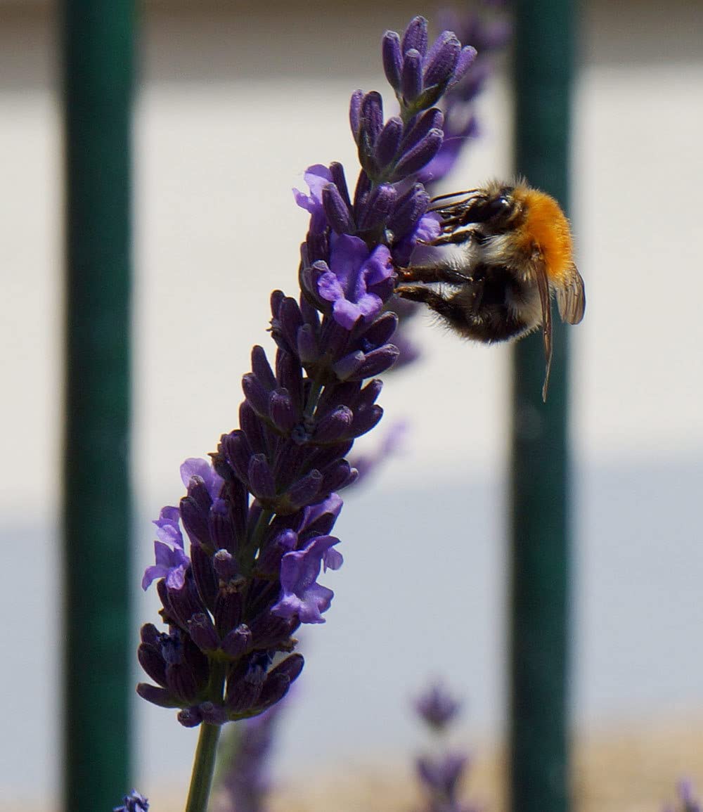 baldur-garten-lavendel-phenomenal-duftlavendel-3x-im-9x9-cm-topf image 8