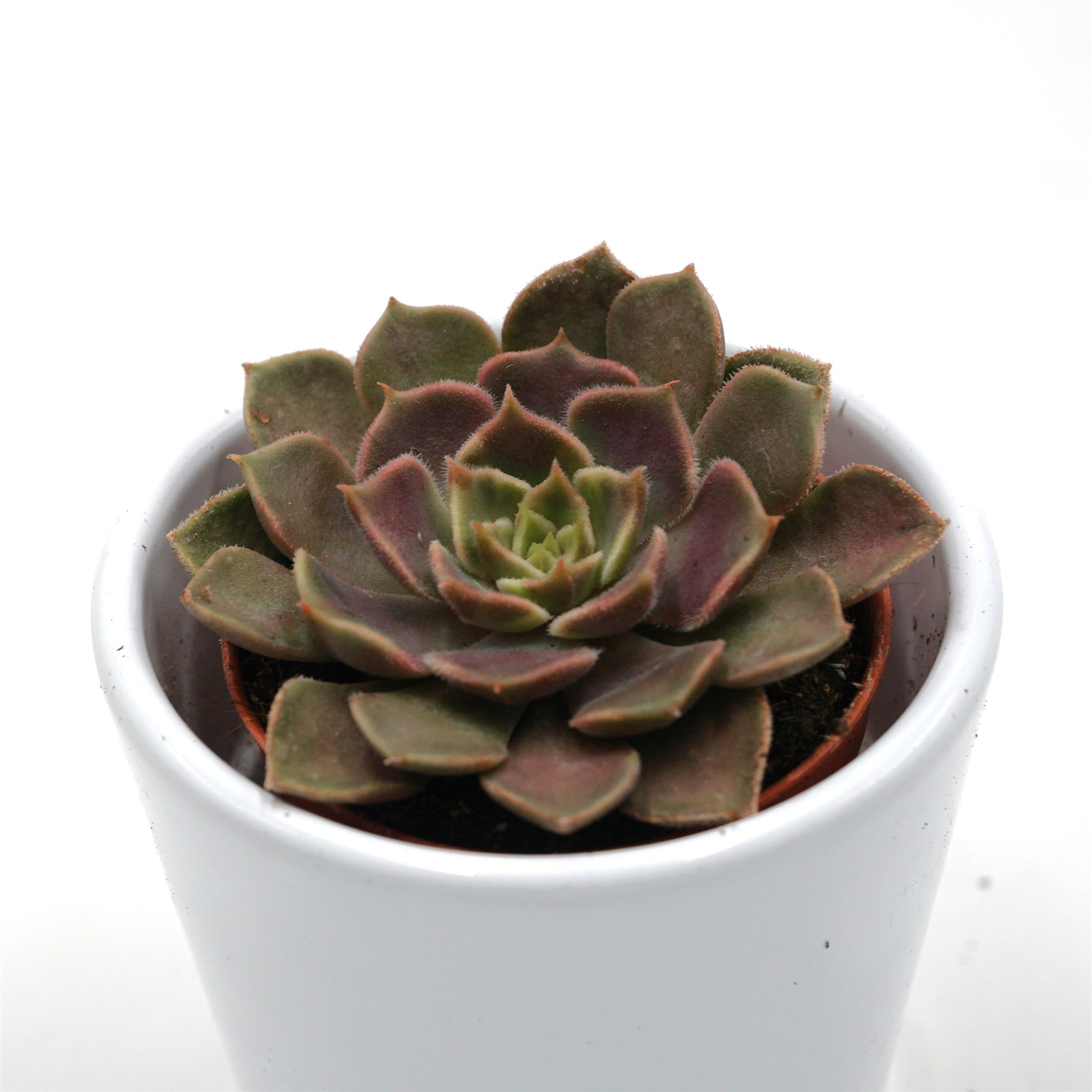 pasiora-echeveria-brown-rose-sukkulente-5-5cm-topf image 1