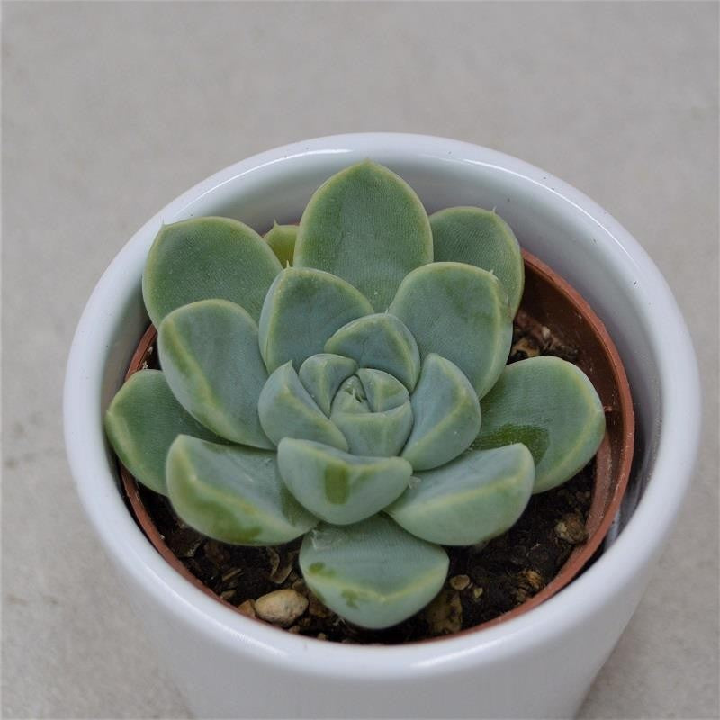 pasiora-echeveria-albicans-sukkulente-6cm-topf image 1
