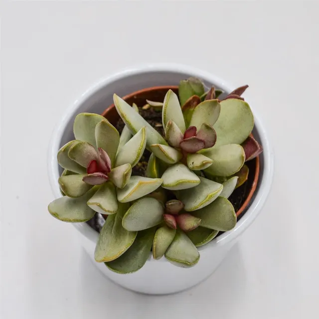 pasiora-adromischus-pink-blush-knitterblatt-8-5cm image 1
