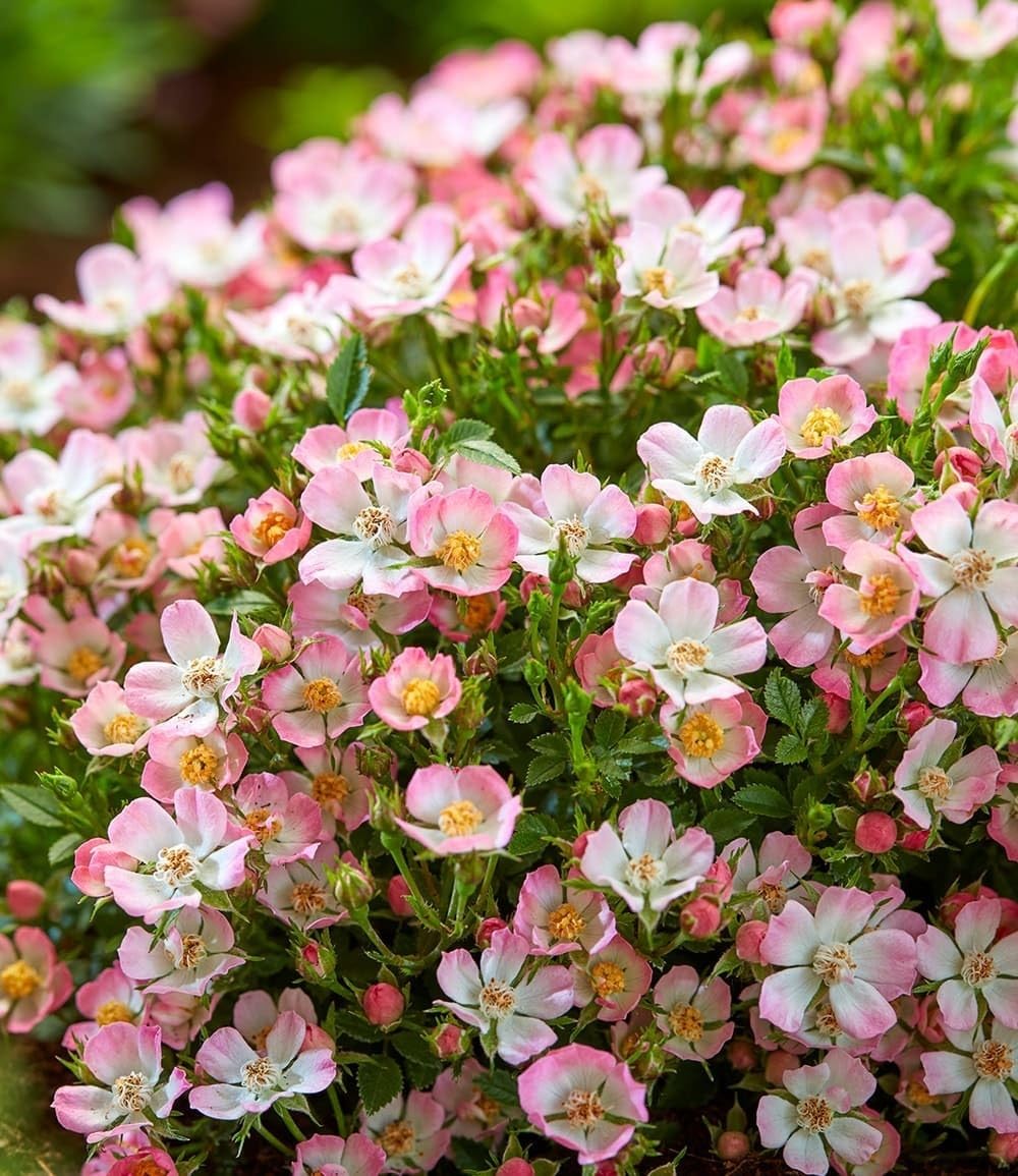 baldur-garten-alpin-rose-cutie-pie-zwerg-rose-im-9x9-cm-topf image 2