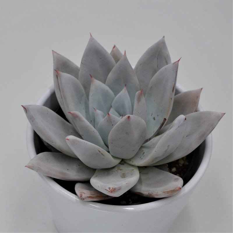 pasiora-echeveria-mexican-giant-sukkulente-10-5cm image 1