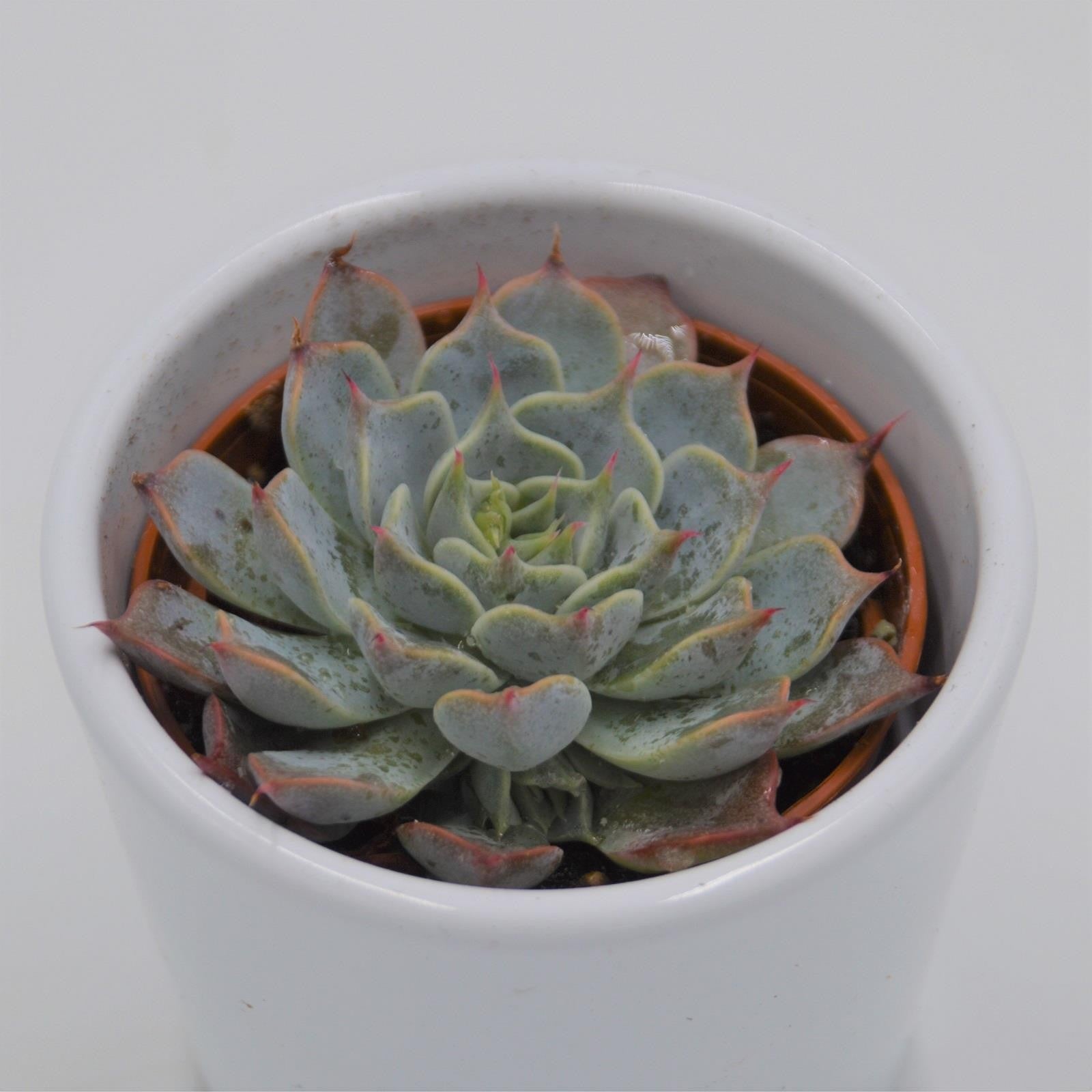 pasiora-echeveria-halbingeri-rosette-6cm-topf image 1