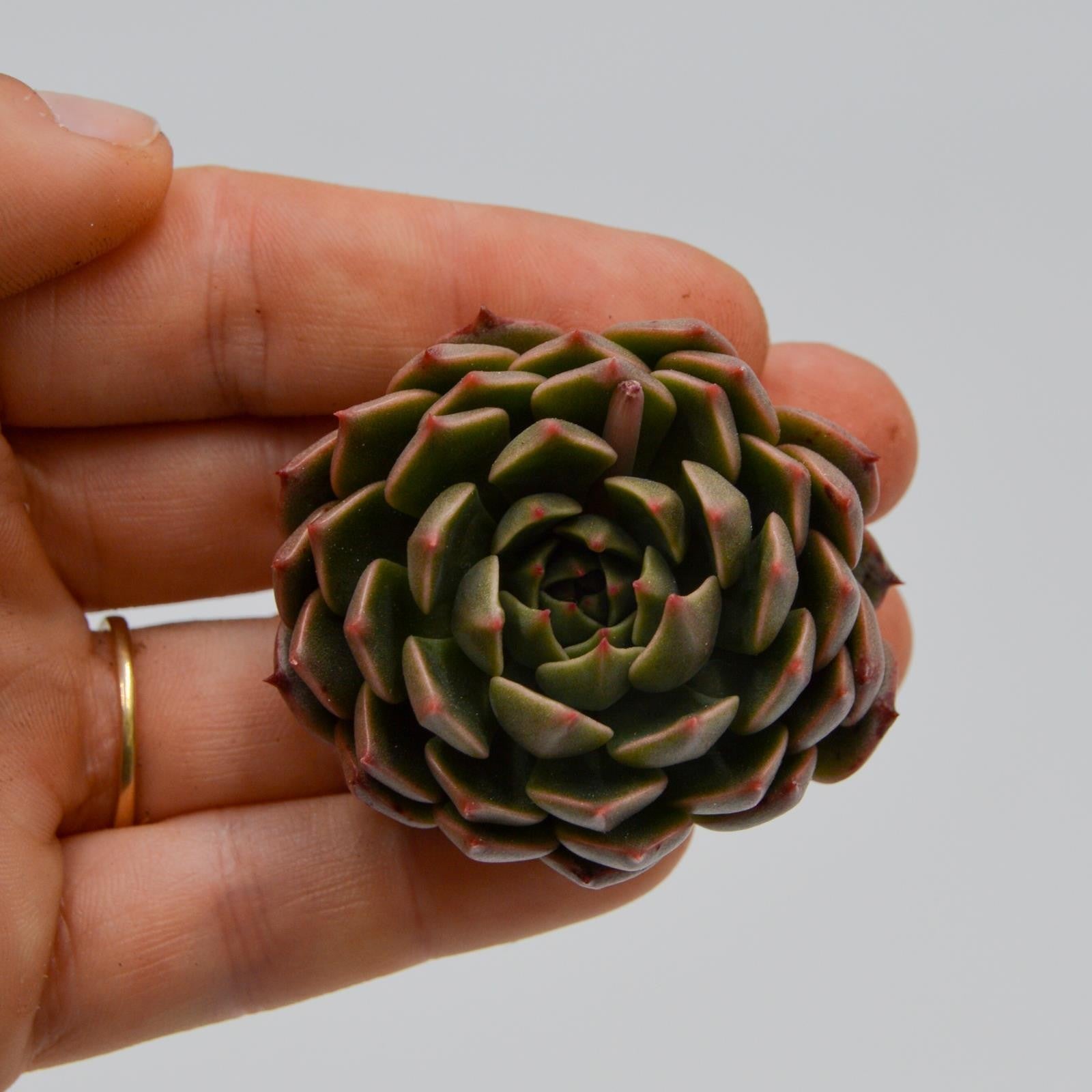 pasiora-echeveria-olivia-indoor-sukkulente image 1