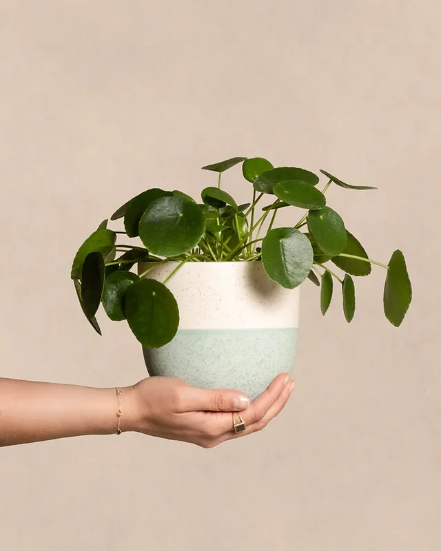 feey-ufopflanze-pilea-peperomioides-tierfreundlich-klein image 1