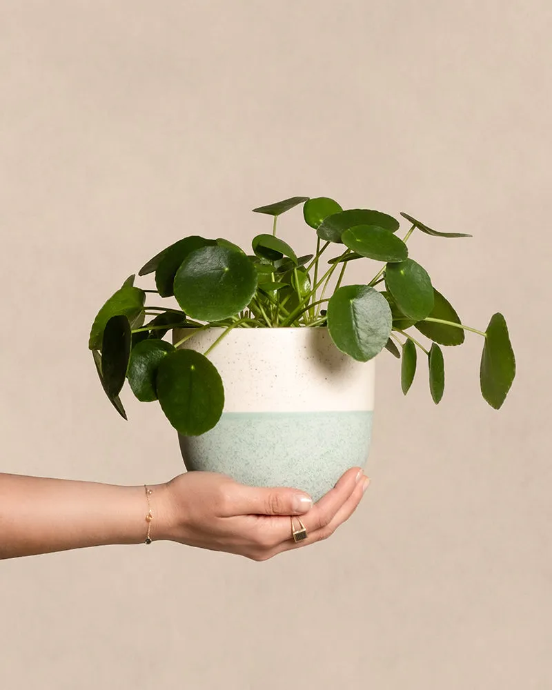 feey-ufopflanze-pilea-peperomioides-tierfreundlich-klein image 1
