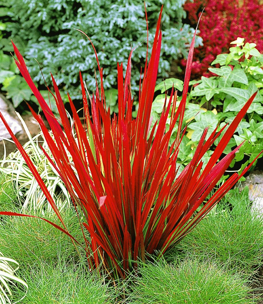 baldur-garten-3x-ziergras-red-baron-im-9x9-cm-topf image 3