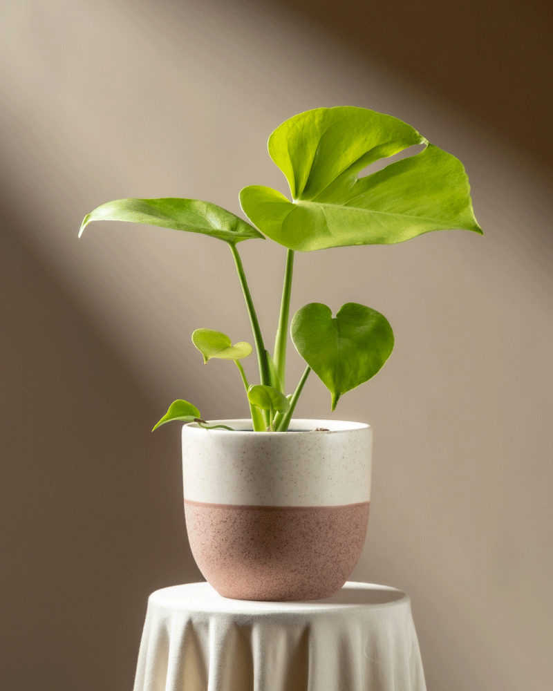 feey-monstera-cheesy-fensterblatt-rarit-t image 5