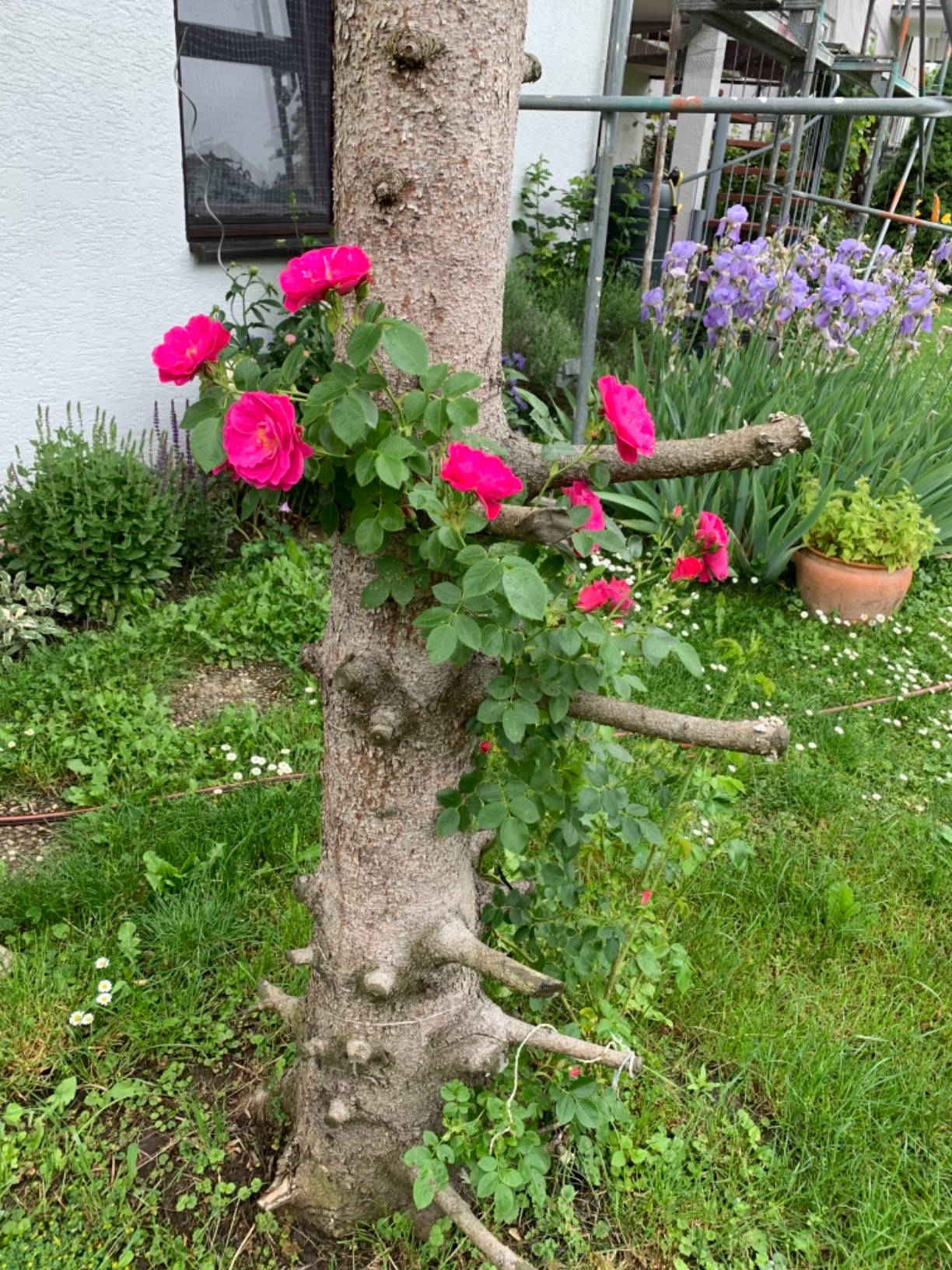 Wächst wie wild