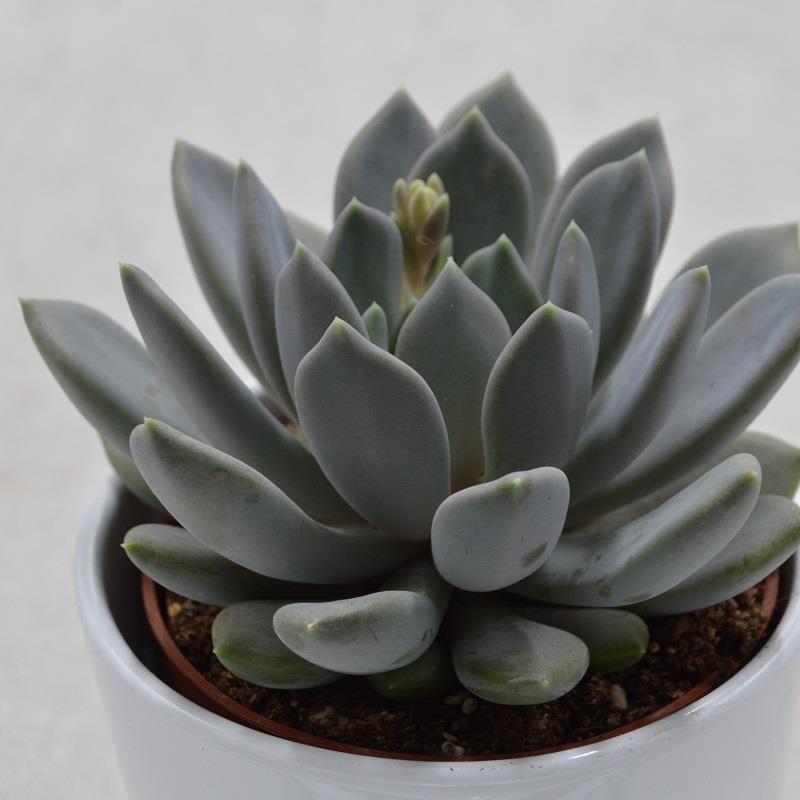 pasiora-x-pachyveria-draco-hybrid-sukkulente-10-5cm image 1