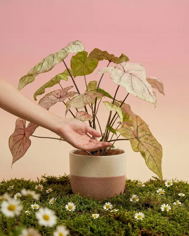 feey-caladium-spring-fling-zimmerpflanze image 1