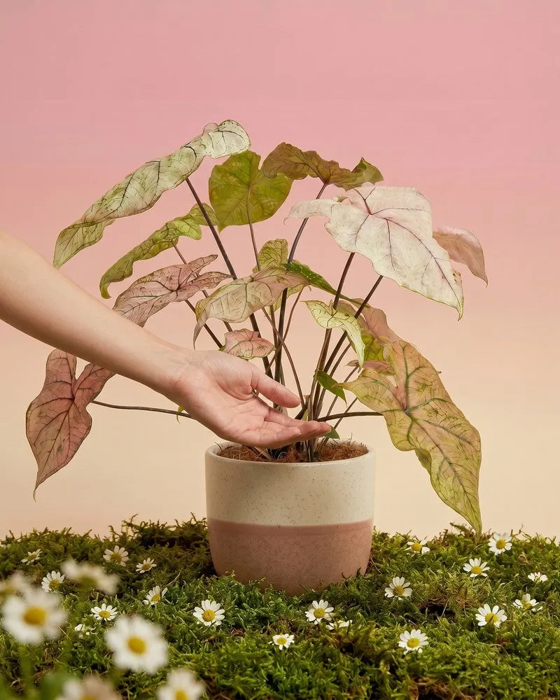 feey-caladium-spring-fling-zimmerpflanze image 1