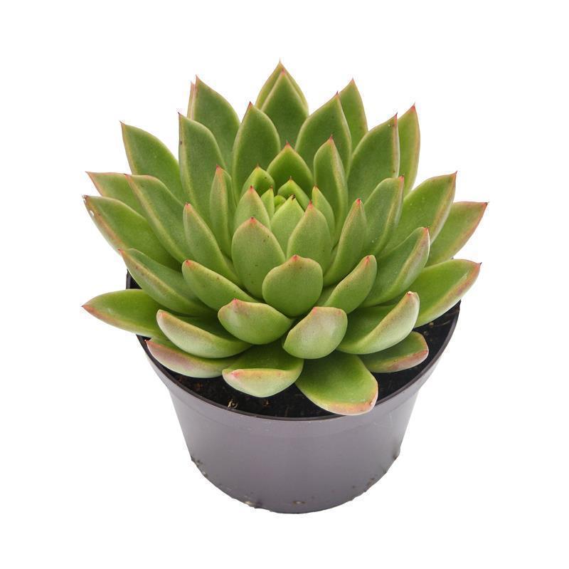 pasiora-echeveria-agavoides-miranda-sukkulente-im-10-5cm-topf image 2