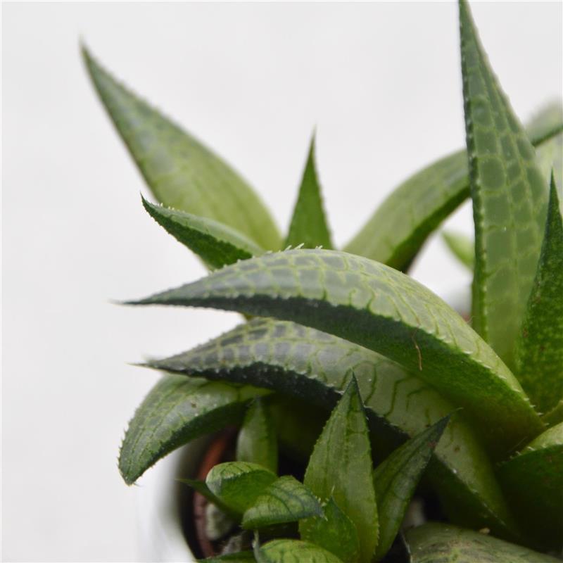 pasiora-haworthia-venosa-subsp-tessellata-sukkulente-6cm-topf image 1