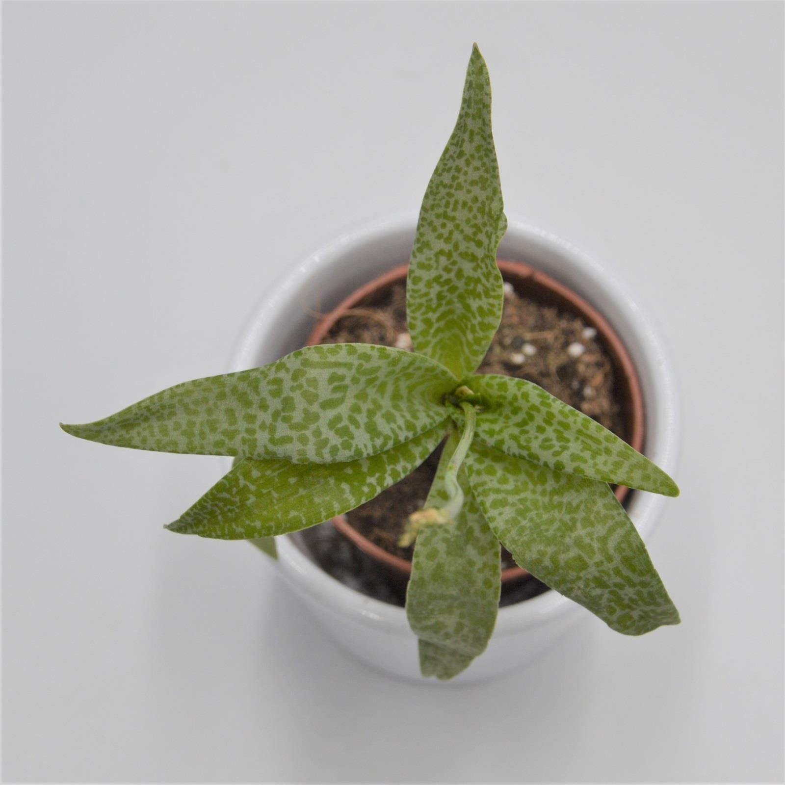 pasiora-scilla-violacea-sukkulente-5-5cm-topf image 1