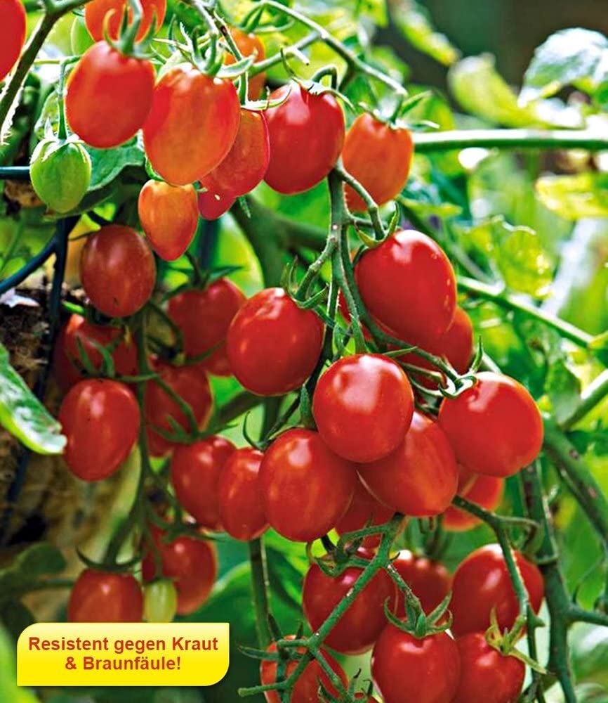 baldur-garten-snack-tomate-romello-f1-kirschtomaten-2-pflanzen image 2