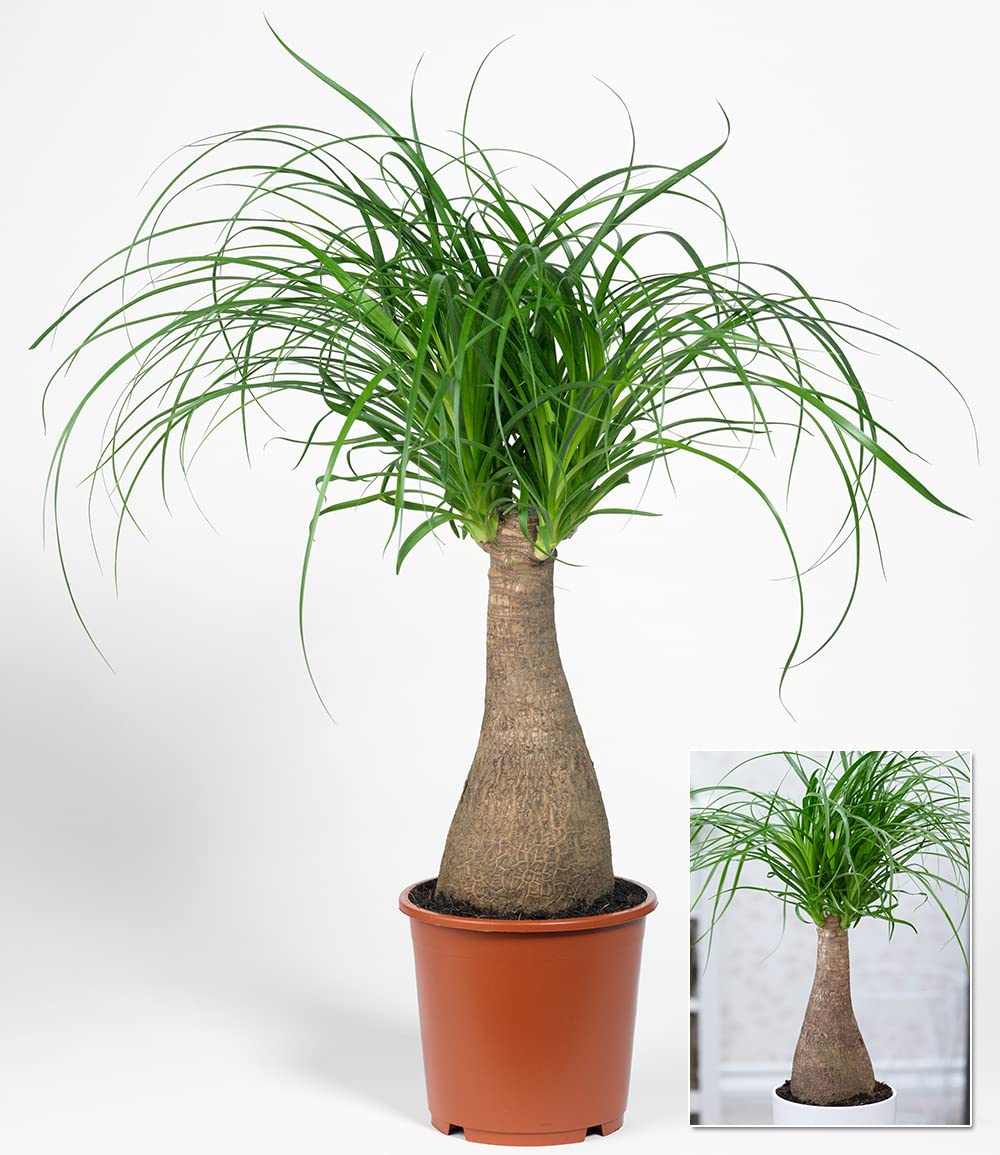 baldur-garten-elefantenfu-50-60-cm-im-17-cm-topf image 3