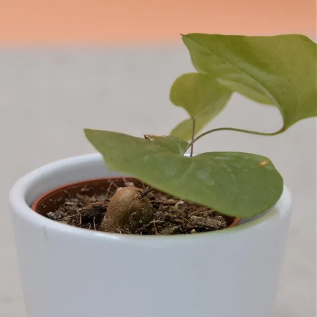 pasiora-dioscorea-elephantipes-caudex-5-5cm-topf image 1