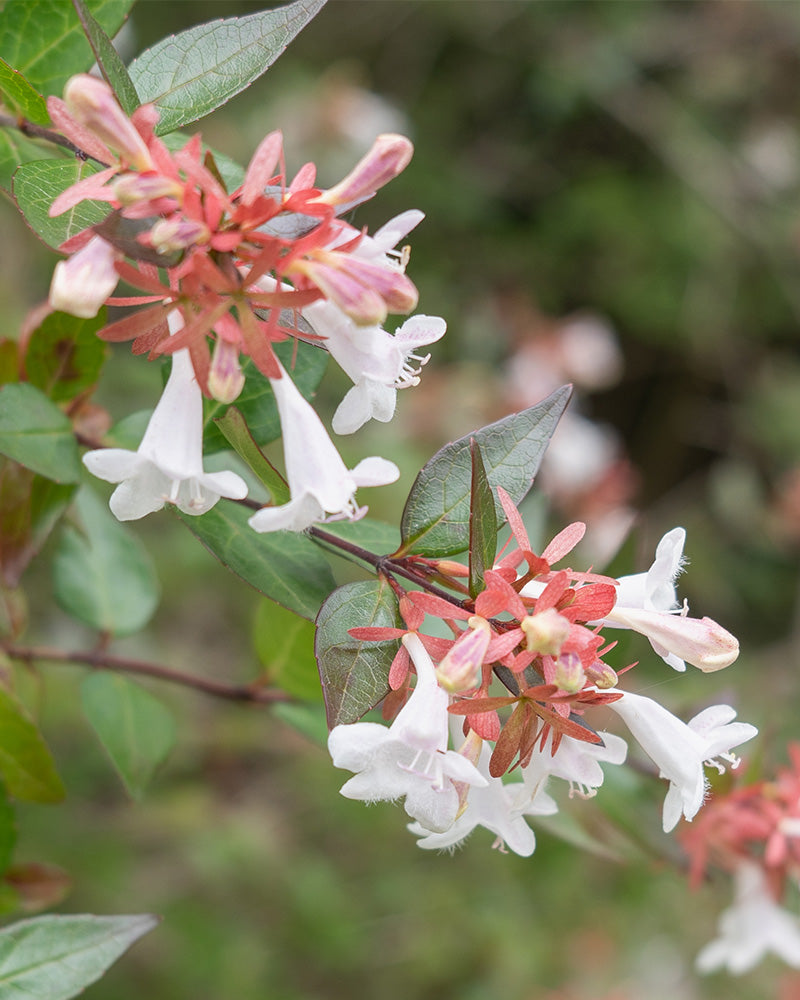 feey-abelia-grandiflora-gro-bl-tige-abelie-1-2-m image 2