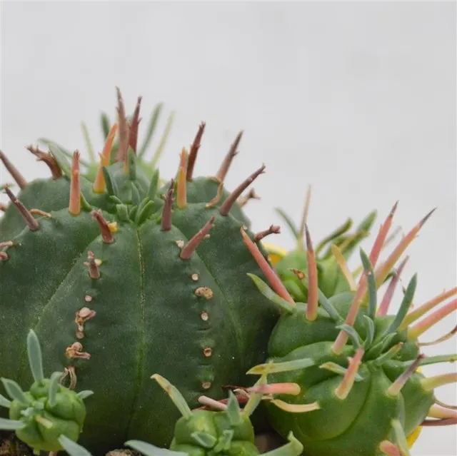 pasiora-euphorbia-meloformis-sukkulente-6-5cm image 1