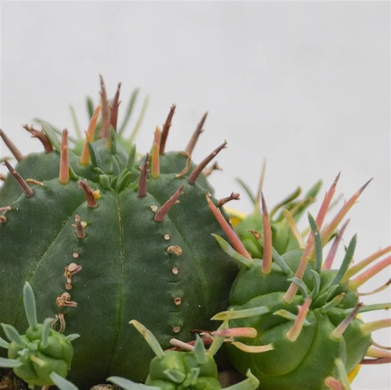 pasiora-euphorbia-meloformis-sukkulente-6-5cm image 1