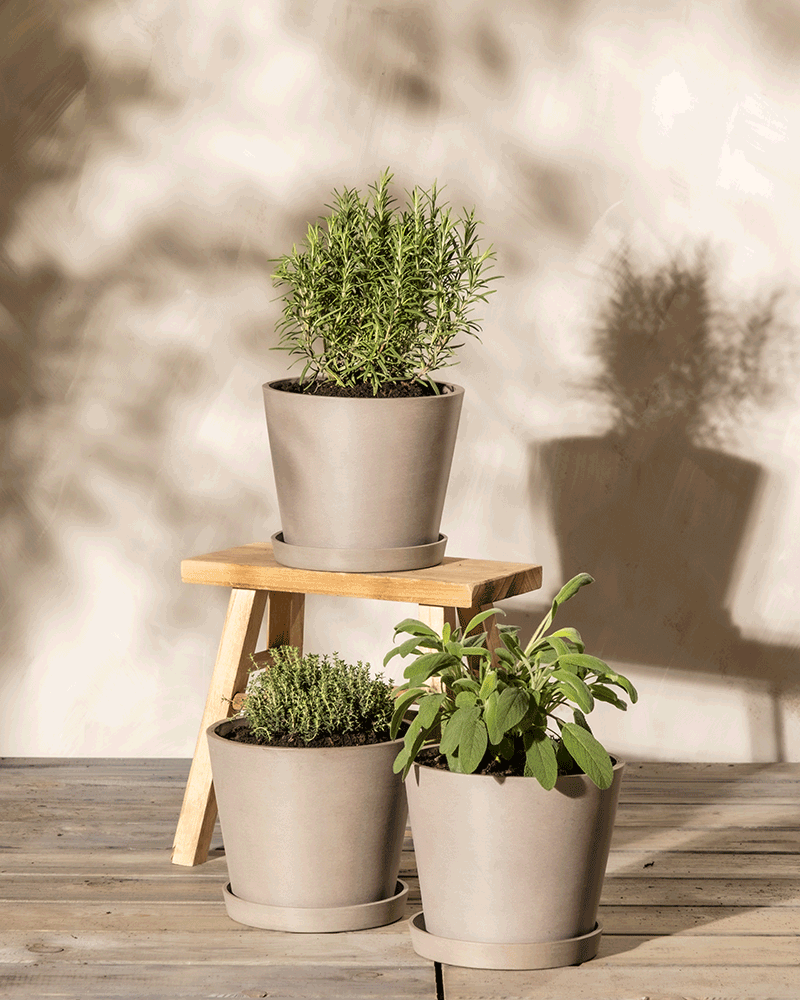 feey-kr-uter-trio-thymian-rosmarin-salbei-3-pflanzen image 4
