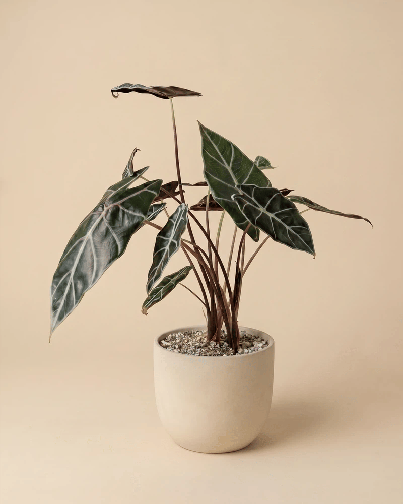 feey-alocasia-red-vein-rarit-t-hydropflanze image 6