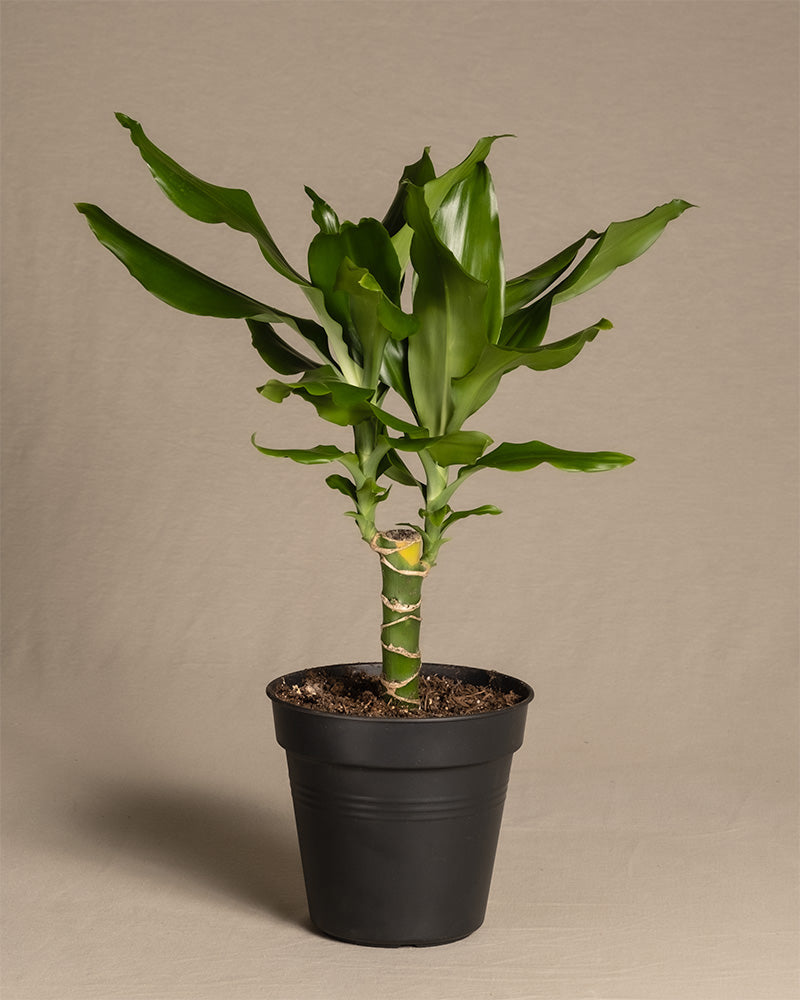 feey-drachenbaum-dracaena-fragrans-zimmerpflanze-klein image 3