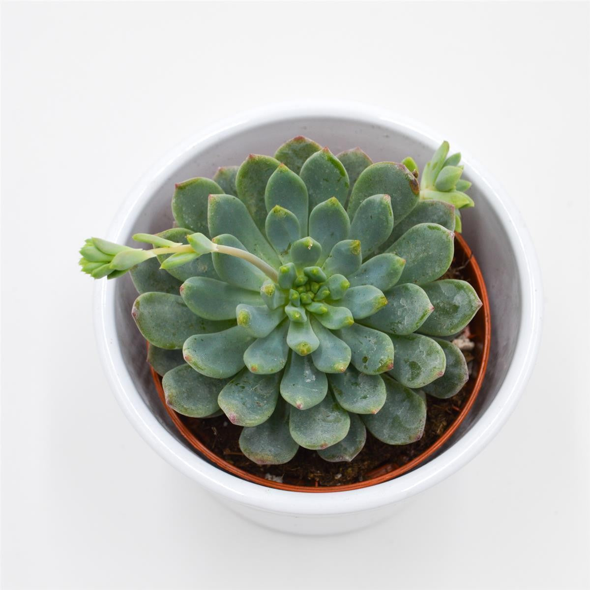 pasiora-x-sedeveria-blue-elf-sukkulente-8-5-cm-topf image 1