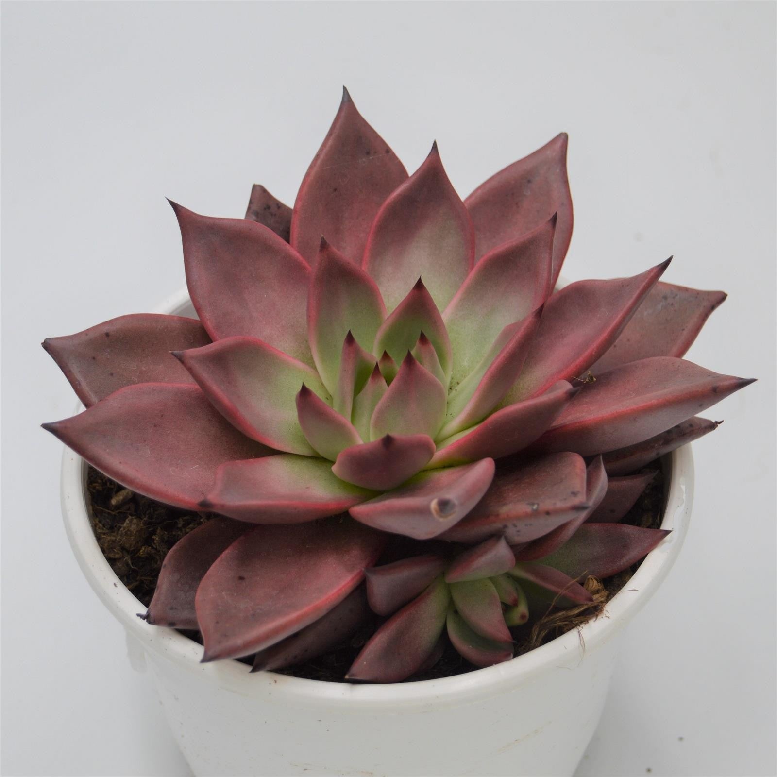 pasiora-echeveria-agavoides-romeo-echeverie-17-cm image 1