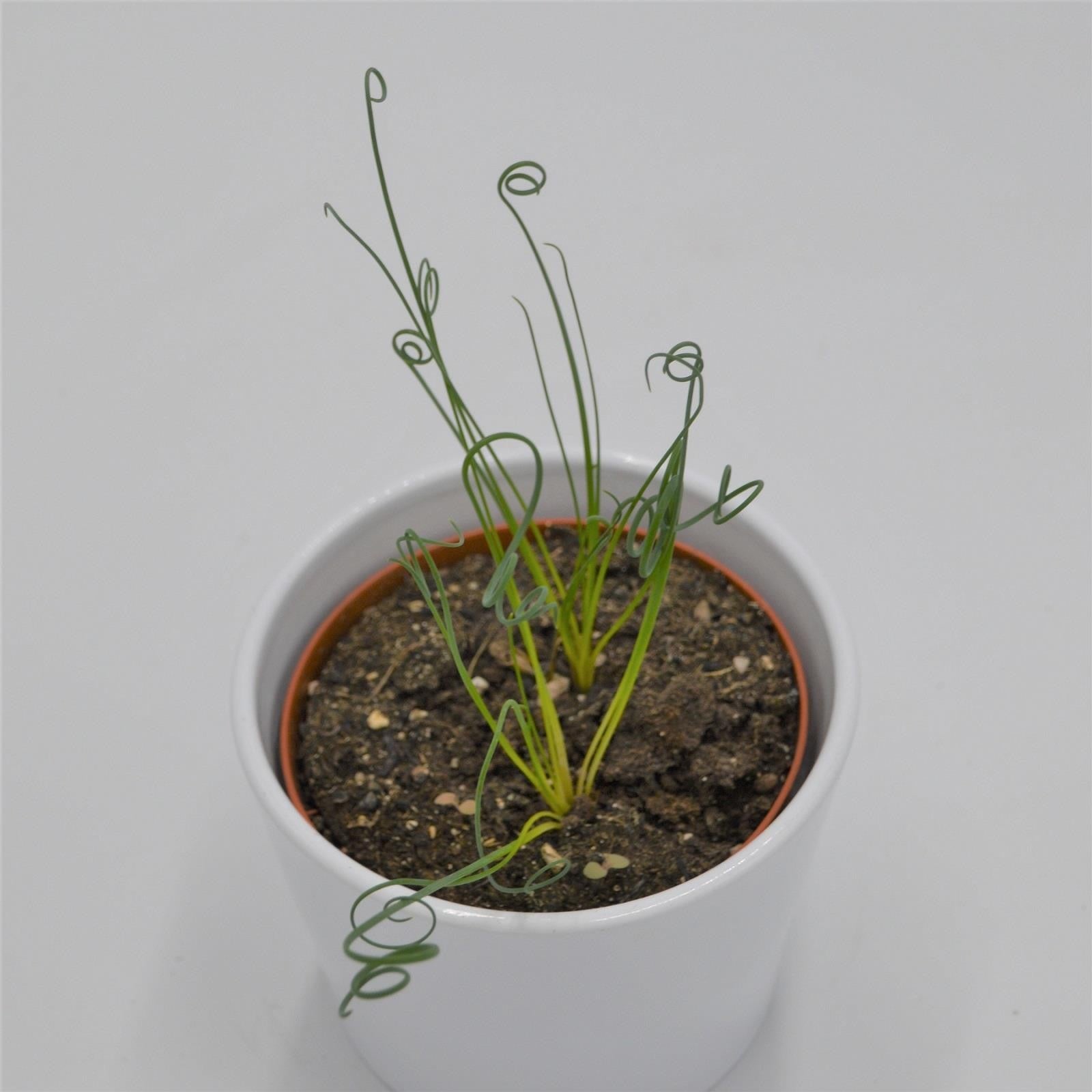 pasiora-albuca-spiralis-frizzle-sizzle-sukkulente-10-5-cm image 5