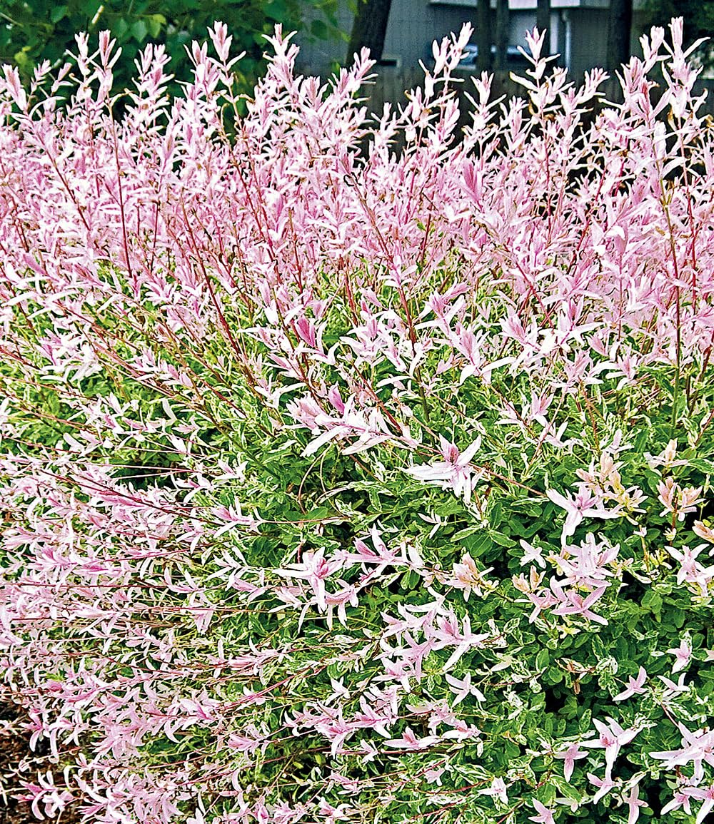 baldur-garten-salix-hecke-hakuro-nishiki-11-cm-topf image 3