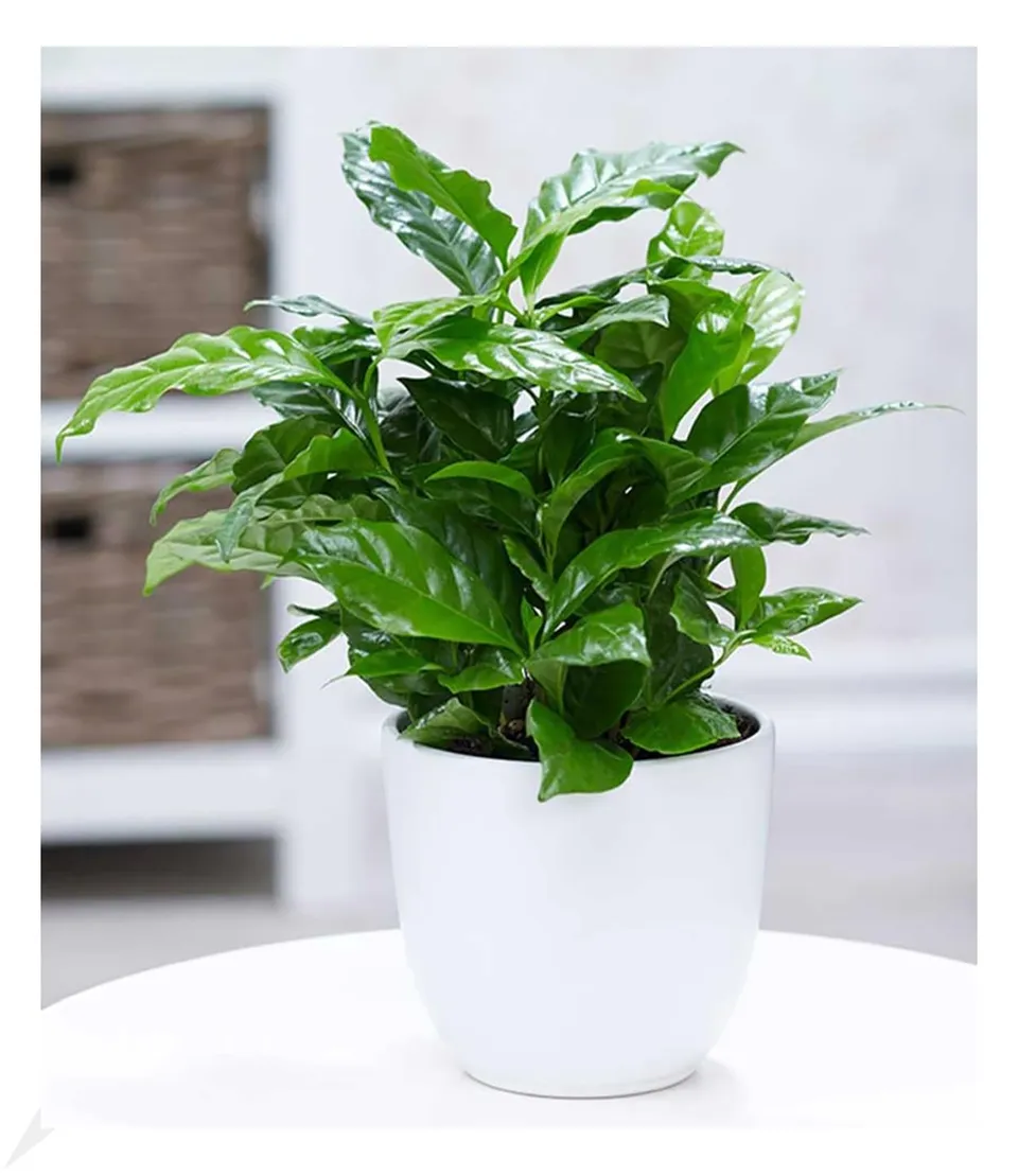 baldur-garten-coffea-arabica-kaffeepflanze-im-12-cm-topf image 1