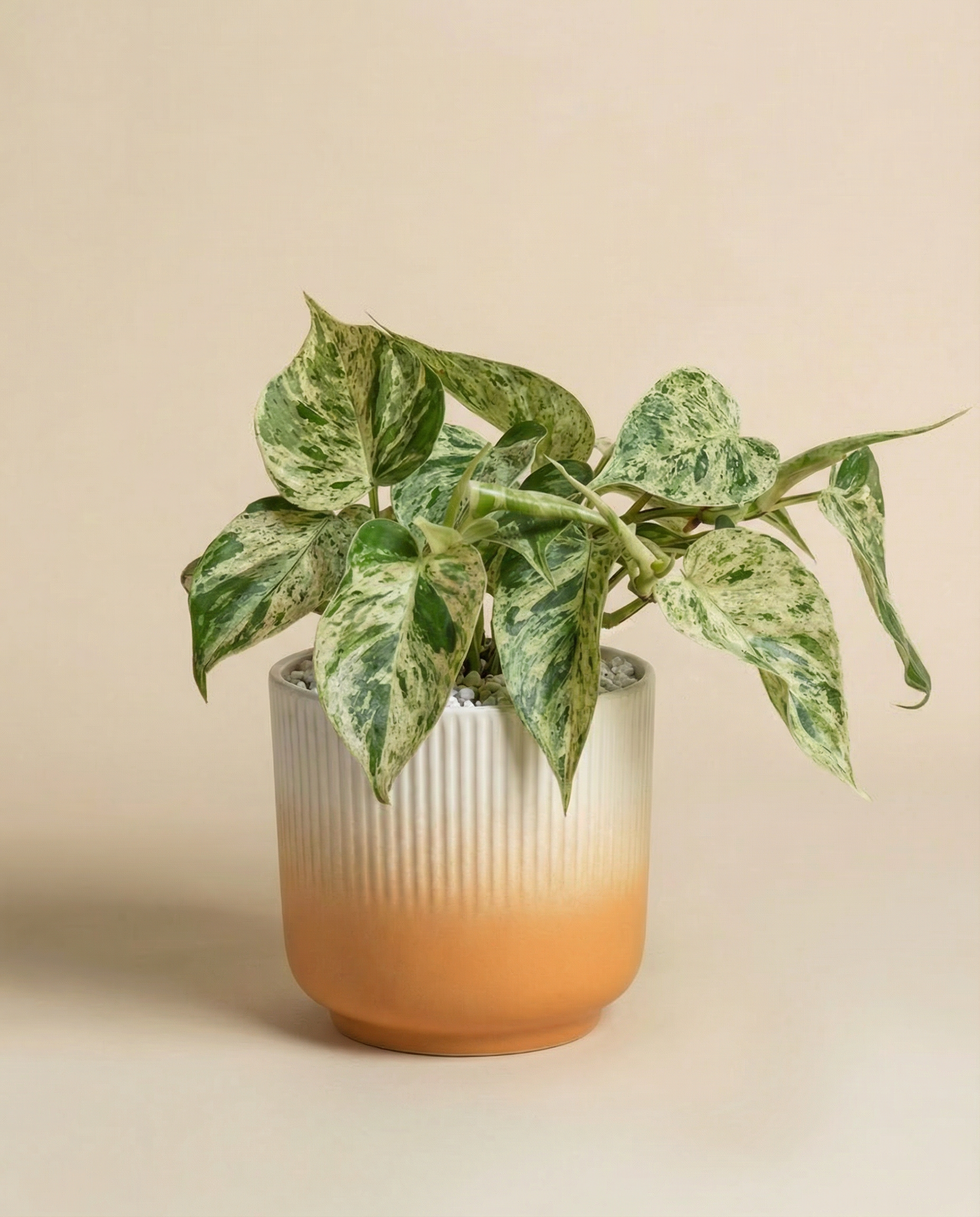 feey-philodendron-oxycardium-variegata-schweizer-zimmerpflanze image 7